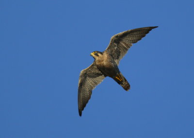 Peregrine Falcon, adult female 