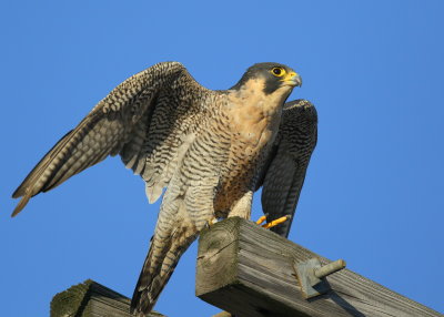 Peregrine Falcon, adult female ready for takeoff