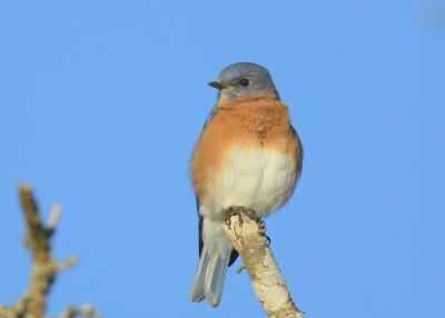 Eastern Bluebird