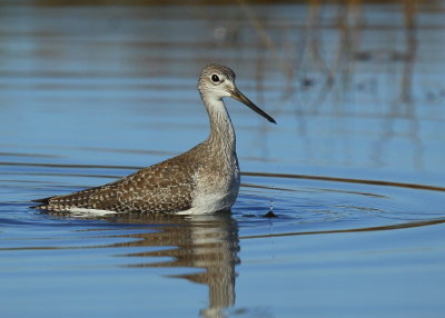 Greater Yellowlegs