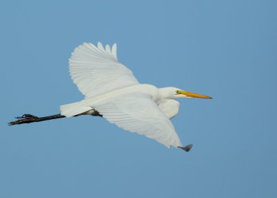 Great Egret in flight