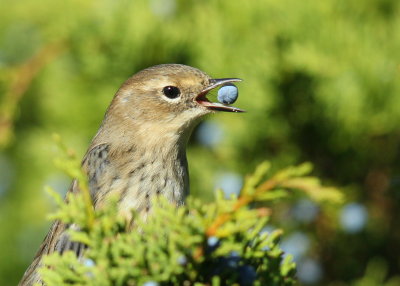 Yellow-rumped Warbler with juniper berry