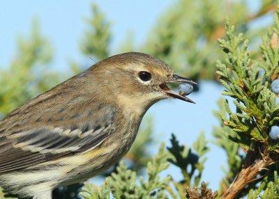 Yellow-rumped Warbler with juniper berry