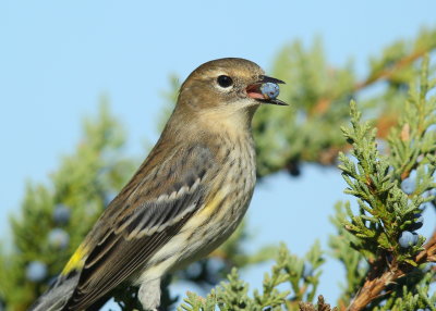 Yellow-rumped Warbler with juniper berry