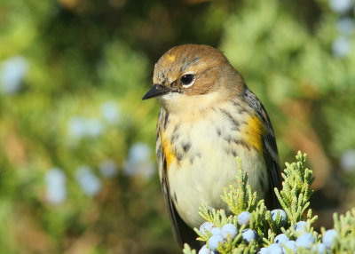 Yellow-rumped Warbler 