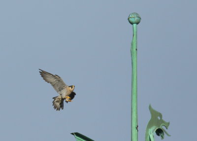 Peregrine Falcon preparing to land atop weathervane!