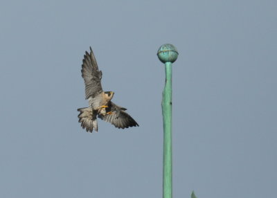 Peregrine Falcon preparing to land atop weathervane!