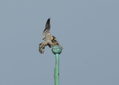 Peregrine Falcon preparing to land atop weathervane!