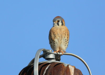 American Kestrel, male