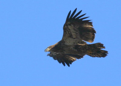 Bald Eagle, first year juvenile