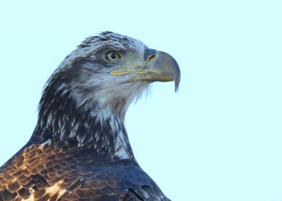 Bald Eagle, subadult, 3rd year