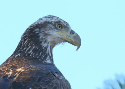Bald Eagle, subadult, 3rd year