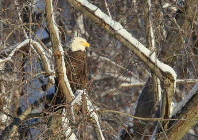 Bald Eagle, adult