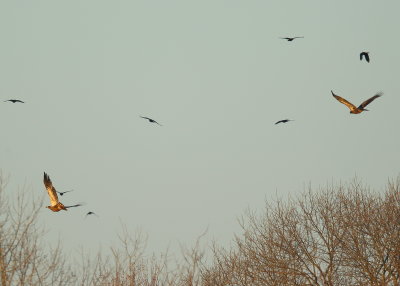 Bald Eagles, juvenile and subadult being chased by crows