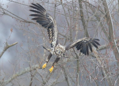 Bald Eagle, subadult, II (orange left leg band!)