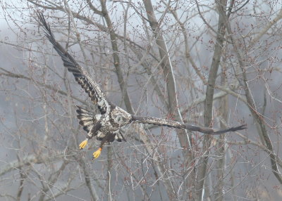 Bald Eagle, subadult, II (orange left leg band!)