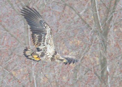 Bald Eagle, subadult, II (orange left leg band!)