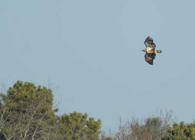 Bald Eagle, subadult?