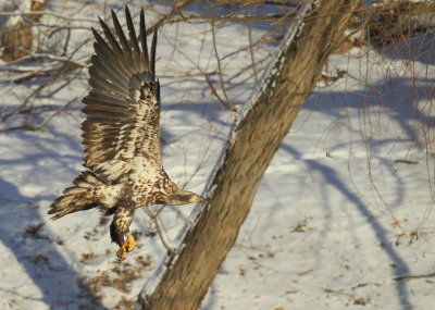 Bald Eagle, subadult; orange leg band P/7