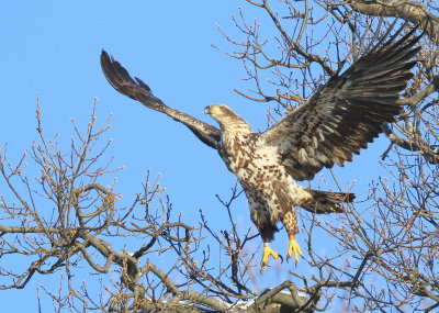 Bald Eagle, subadult; orange leg band P/7