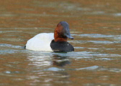 Canvasback