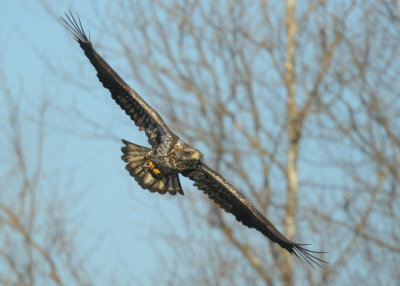 Bald Eagles, subadult Basic I plumage