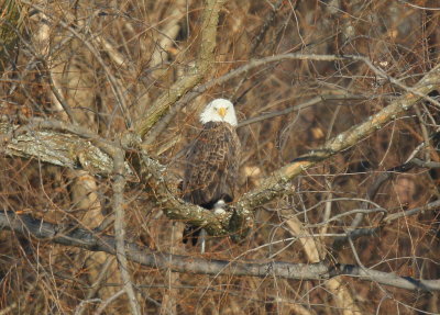 Bald Eagle, adult