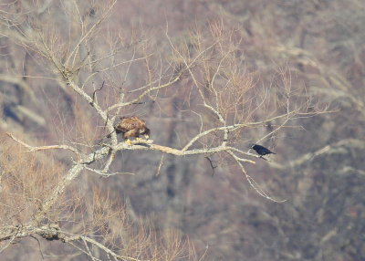 Bald Eagle, 1st year juvenile, cleaning its bill