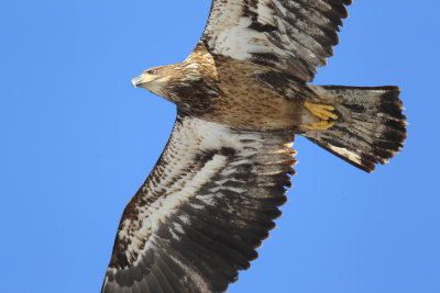 Bald Eagle, subadult