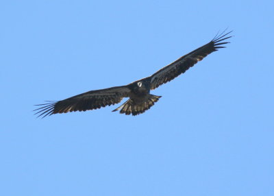 Bald Eagle, subadult