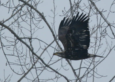 Bald Eagle, Basic III plumage
