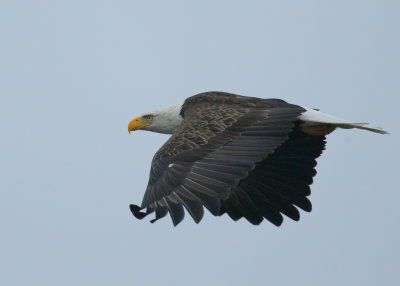 Bald Eagle, adult