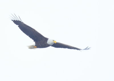 Bald Eagle, adult