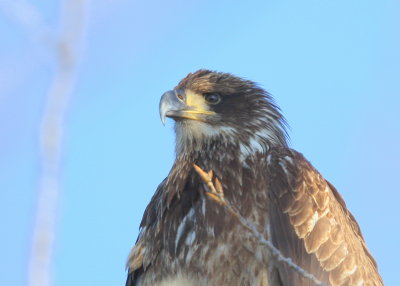 Bald Eagle, first winter juvenile