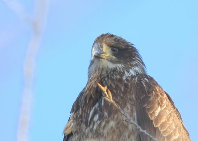 Bald Eagle, first winter juvenile