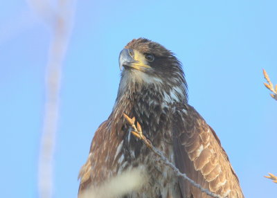 Bald Eagle, first winter juvenile