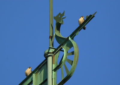 Peregrine Falcons, pair atop weathervane