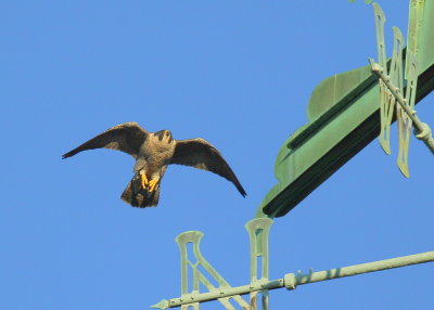Peregrine Falcon approaching weathervane