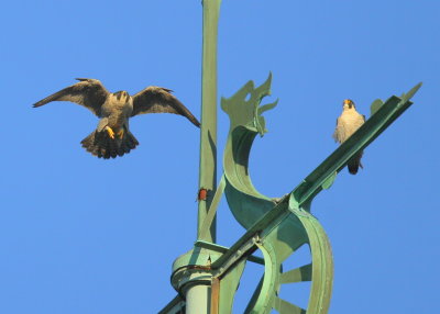 Peregrine Falcon, making approach, mate watching