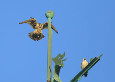 Peregrine Falcon ready to land