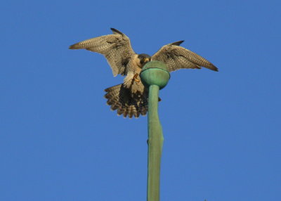 Peregrine Falcon landing atop bulb