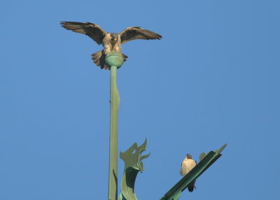 Peregrine Falcon balancing out