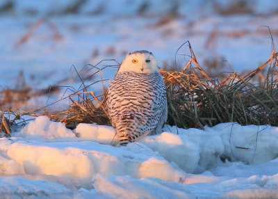 Snowy Owl at sunrise