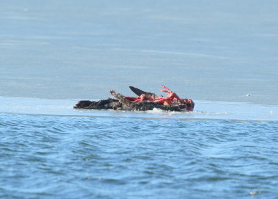 Eagle snack on the ice!