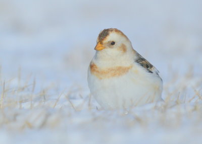 Snow Bunting