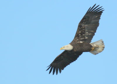 Bald Eagle, adult