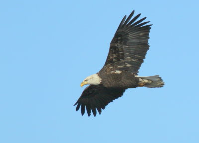 Bald Eagle, adult