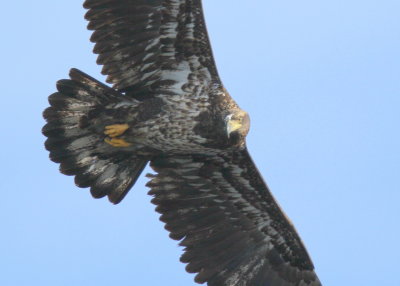 Bald Eagle, subadult