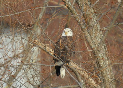 Bald Eagle