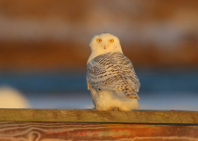 Snowy Owl at sunrise!